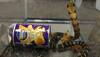 Venomous king cobras found hidden in potato chip cans; Los Angeles man held on charges of snake-smuggling