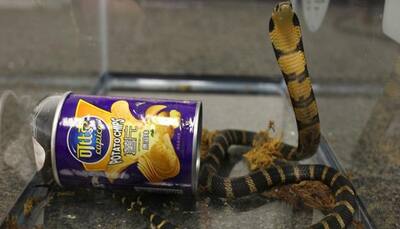 Venomous king cobras found hidden in potato chip cans; Los Angeles man held on charges of snake-smuggling
