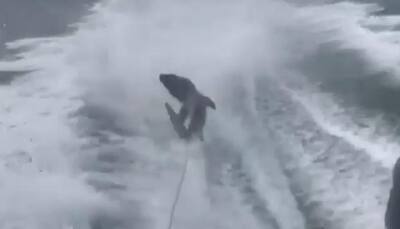 This VIDEO of shark being dragged mercilessly by high speed boat sparks social media stir! 