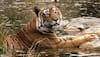 Tiger count in U'khand goes up to 242, 2nd highest in India