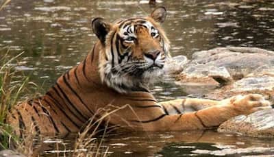 Tiger count in U'khand goes up to 242, 2nd highest in India