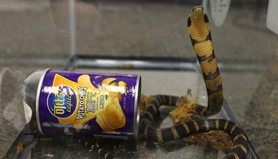 US man arrested for smuggling King Cobras in potato chip cans!