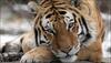 tiger deaths