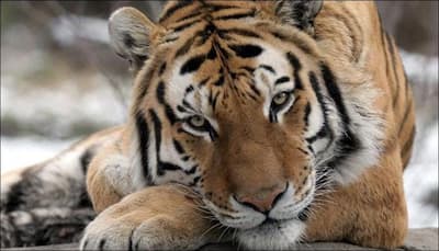 Famed sand artist Sudarsan Pattnaik pledges to protect big cats on International Tiger Day