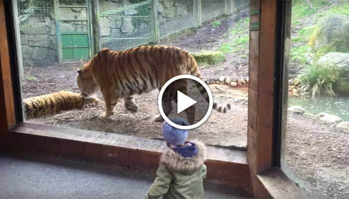 HILARIOUS! Tiger&#039;s reaction after being woken up from sleep by another big cat sets internet on fire  — Watch 