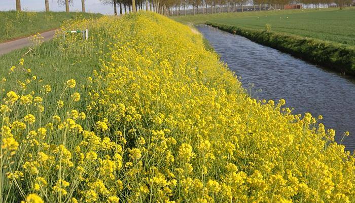 GM mustard seeds: Likely to take decision in September, Centre tells SC