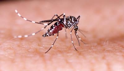 Big leap in dengue, malaria and chikungunya cases in Delhi; 288 people victimised in 2017