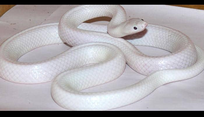 &#039;Rare white snake&#039; born with genetic mutation found in Australia