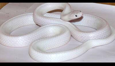 'Rare white snake' born with genetic mutation found in Australia