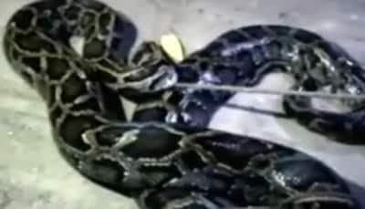 Python spotted under classroom bench in Telangana's Maddulwai village