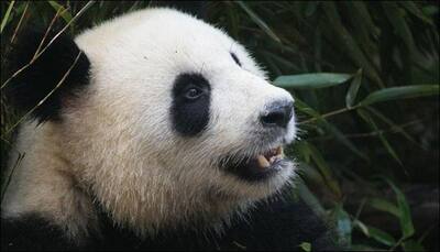China: 15-year-old panda raised in captivity gives birth after mating in the wild!