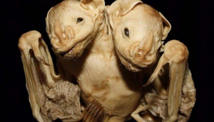 Scientists discover remains of rare conjoined bat twins in Brazil