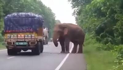 Wild jumbo stops truck, removes tarpaulin and starts eating potatoes: Video has over 5 lakh views - Watch