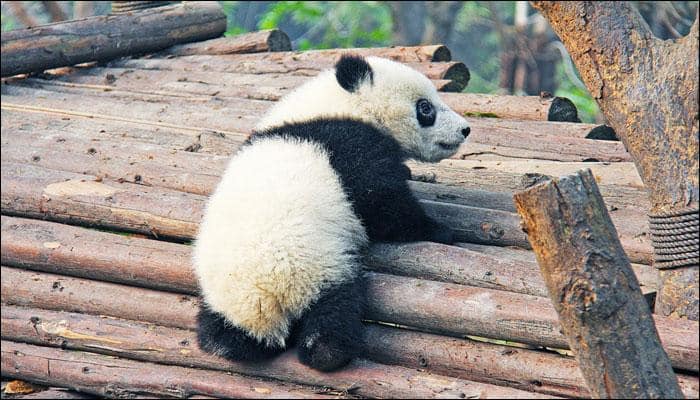 Surviving baby panda in &#039;perfect health&#039; says French zoo