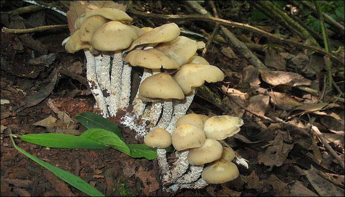 Giant mushroom weighing 8 kgs discovered in China