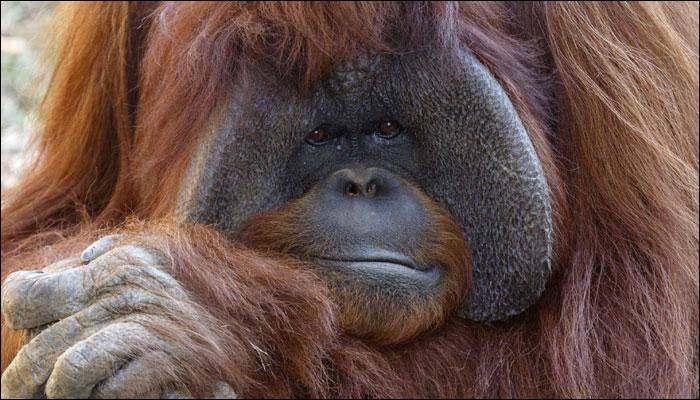 Chantek – One of the first apes to learn sign language dies at 39