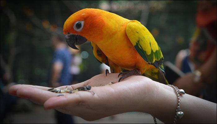 Scientists finally know how birds get their colour