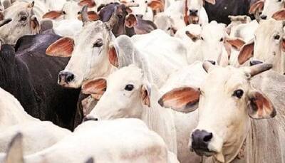 Beef ban: Supreme Court to hear Maharashtra Government's appeal challenging Bombay High Court order