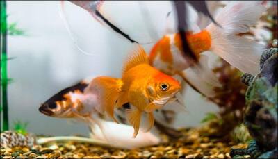 How goldfish make alcohol to survive without oxygen decoded