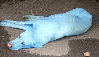 Stray dogs in Mumbai turn blue, thanks to industrial waste