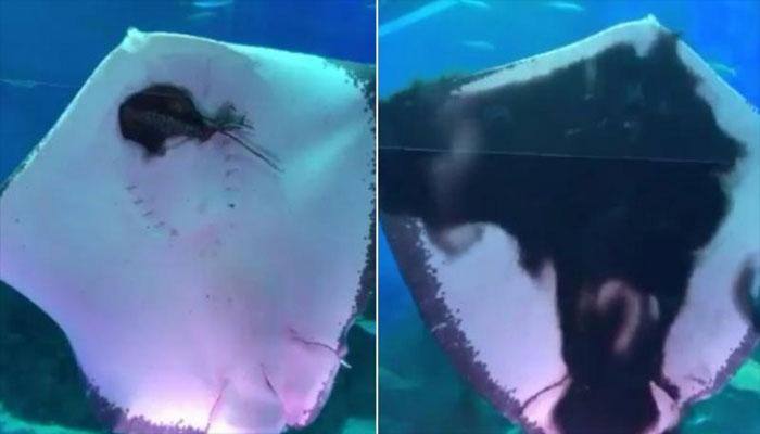 Fine dining? Aquarium visitors left horrified after stingray mercilessly devours squid! - Watch