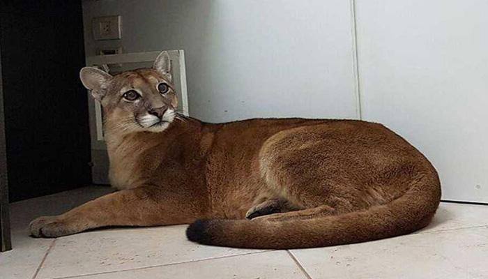Employees enter office to find roaring Puma under desk – Watch video