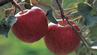 Modern apples originated in Kazakhstan: Study