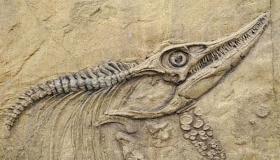 Fossilised dinosaur footprints found in China