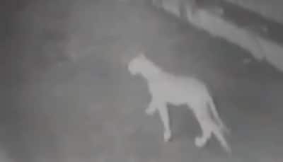 Watch: Four Lions spotted strolling on streets in Gujarat's Amreli