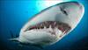 Mexican marine biologist works to save great white sharks