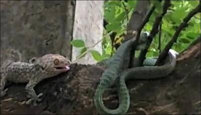 Fight for life! Two geckos attack snake to save fellow-lizard it had already swallowed – Watch