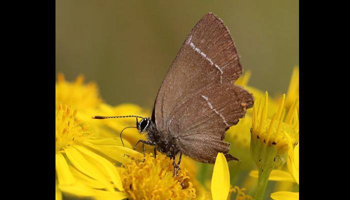 Rare species of endangered white-letter hairstreak butterfly spotted in Scotland after 133 years
