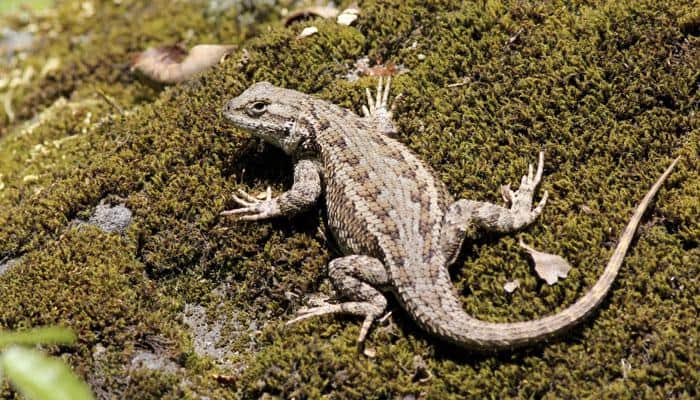 Doctors remove live lizard from man's ear in China