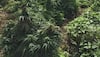 Odisha: 21 ganja smugglers arrested in Koraput