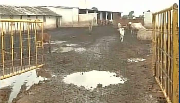 9 officials suspended amid allegations of 173 cows deaths in a week