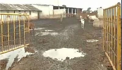 9 officials suspended amid allegations of 173 cows deaths in a week