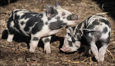 Cuba witnesses birth of a piglet whose face resembles a monkey's!