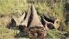 Rhino horns