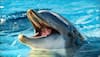Toothless, dwarf dolphin, a case study in evolution