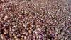 Onion minimum export price