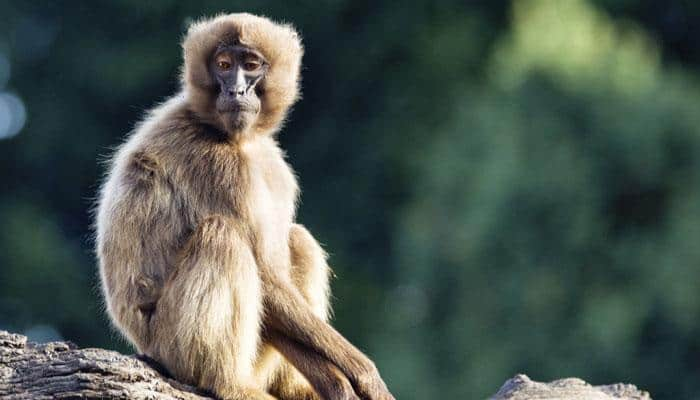 Lonely monkey embraces motherhood by adopting chicken at Israel zoo 