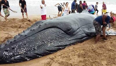 32-foot-long mammoth whale washes ashore at Brazil beach – Watch