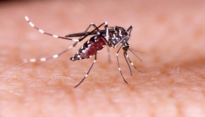 Delhi NCR sees rise in dengue cases, 110 reported in last week