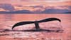 Scientists debunk theories about ancient whales being gentle giants, say they were predators – Read
