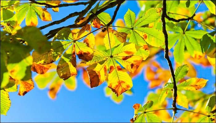 New method converts tree leaves into electronic devices