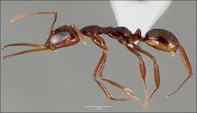 Predatory ants who have spring-loaded jaws that snap shut 700 times faster than you can blink! - Read