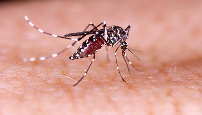 Researchers develop climate-based dengue forecasting model