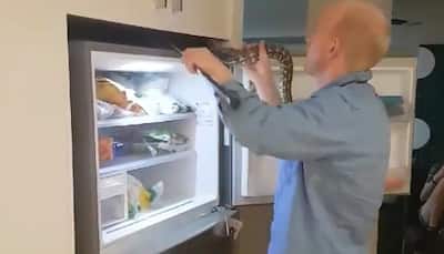 Man pulls out python from hideout above fridge - WATCH