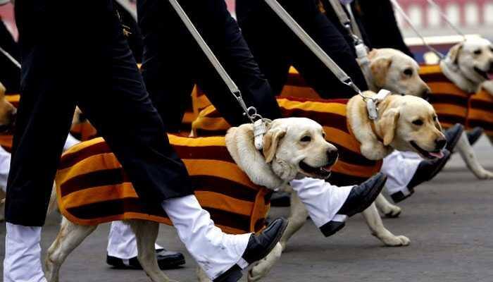 Time for hero dogs: Global canine squads to display assault skills in India 