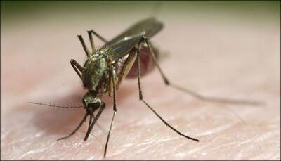 Doctors left baffled after 4-year-old girl in Italy dies due to malaria – Read why